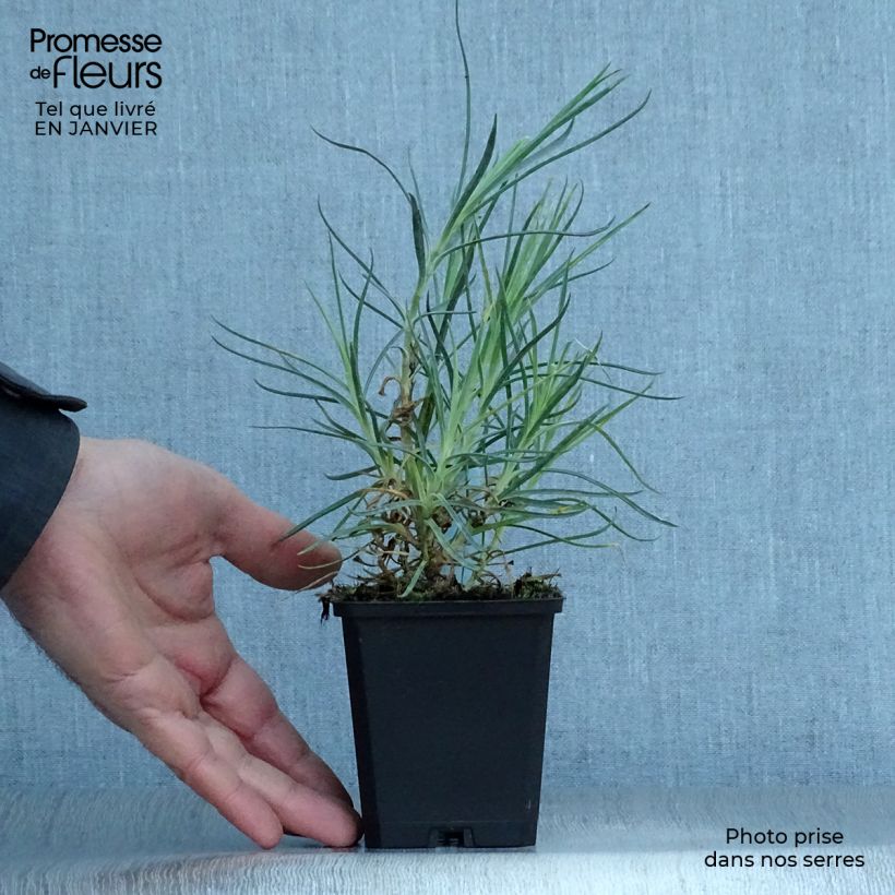 Spécimen de Dianthus plumarius Devon Cream - Oeillet mignardise Godet de 8/9 cm tel que livré en hiver