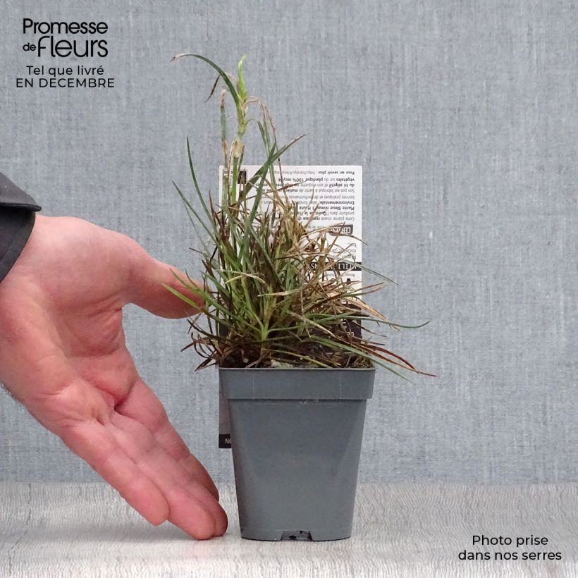 Spécimen de Dianthus plumarius Gran's Favourite - Oeillet mignardise Godet de 8/9 cm tel que livré en hiver