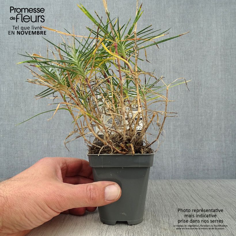 Spécimen de Dianthus plumarius Gran's Favourite - Oeillet mignardise Godet de 8/9 cm tel que livré en automne