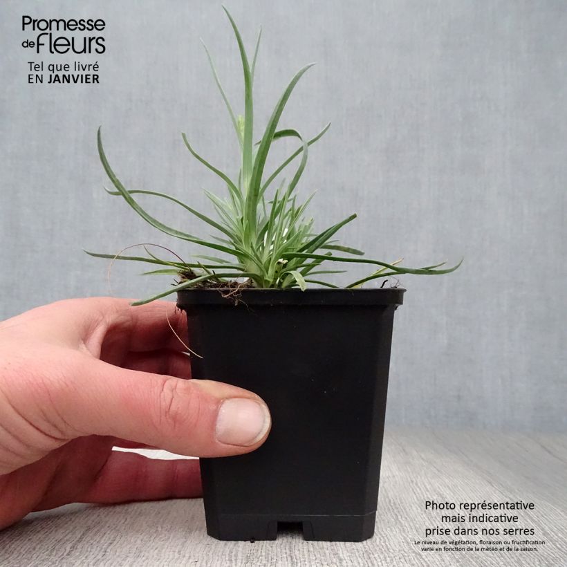 Spécimen de Dianthus plumarius Haytor white - Oeillet mignardise blanc Godet de 8/9 cm tel que livré en hiver