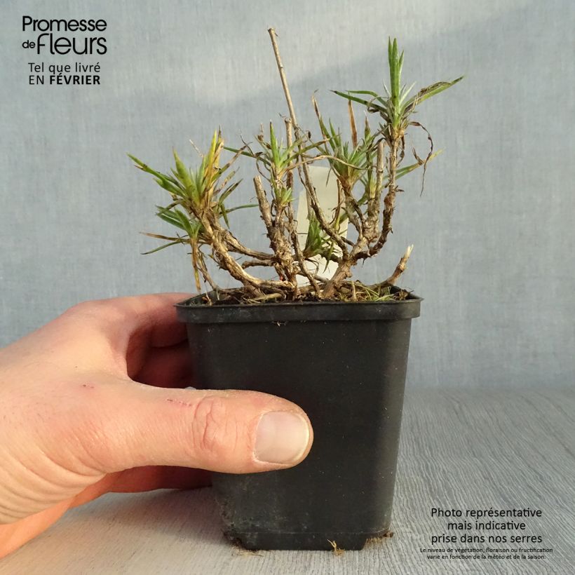 Spécimen de Dianthus plumarius Heidi - Oeillet mignardise  Godet de 8/9 cm tel que livré en hiver