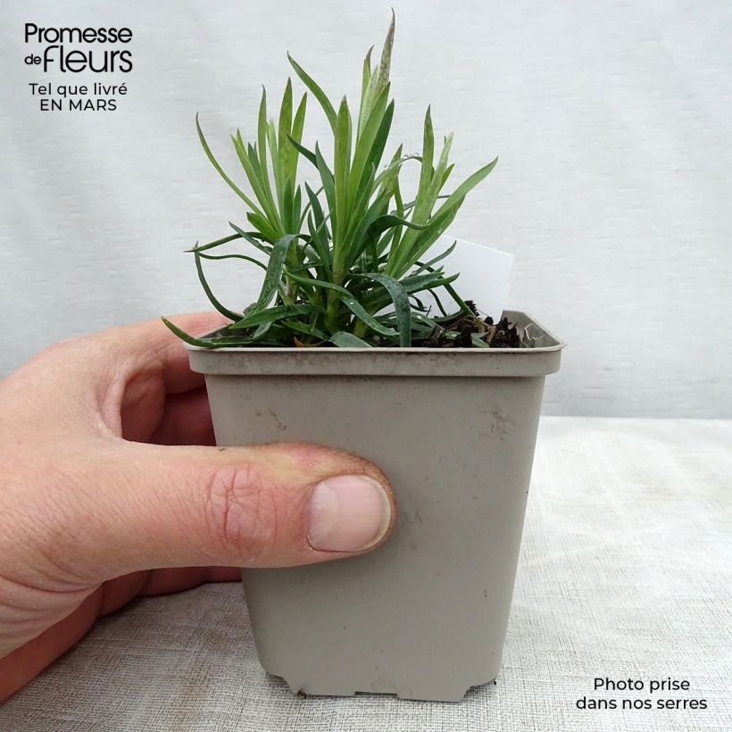 Spécimen de Dianthus plumarius Heidi - Oeillet mignardise  Godet de 8/9 cm tel que livré au printemps