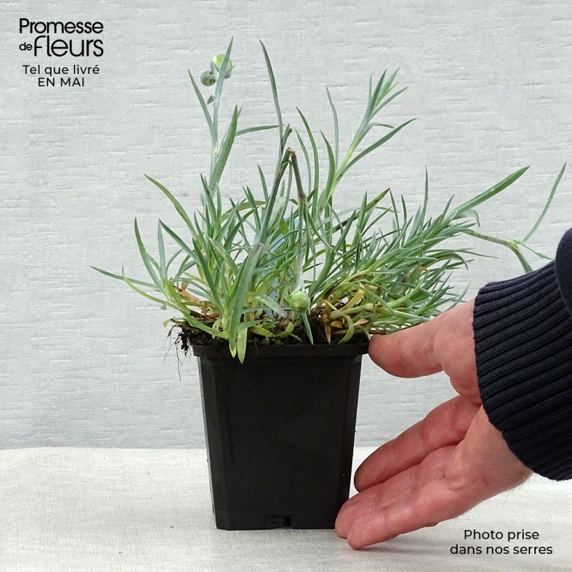 Spécimen de Dianthus plumarius Ine - Oeillet mignardise Godet de 8/9 cm tel que livré au printemps