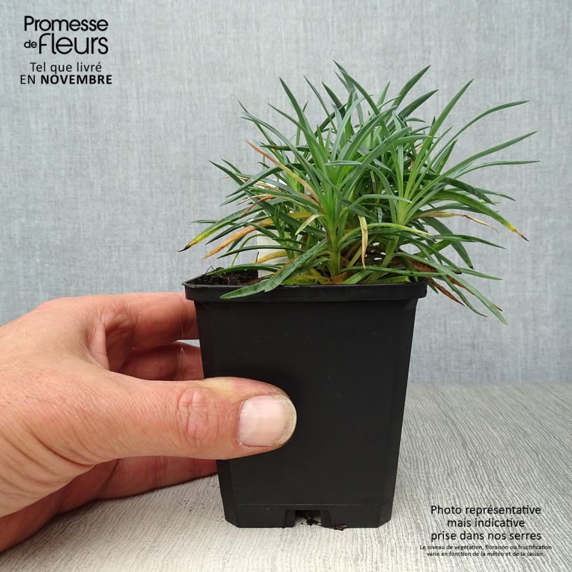 Spécimen de Dianthus plumarius Ine - Oeillet mignardise Godet de 8/9 cm tel que livré en automne