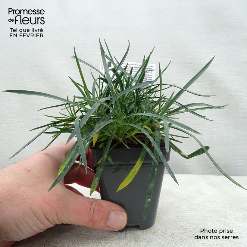 Spécimen de Dianthus plumarius Laced Monarch - Oeillet mignardise Godet de 8/9 cm tel que livré en hiver