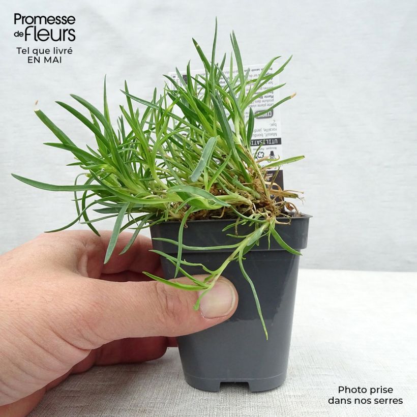 Spécimen de Dianthus plumarius Laced Monarch - Oeillet mignardise Godet de 8/9 cm tel que livré au printemps