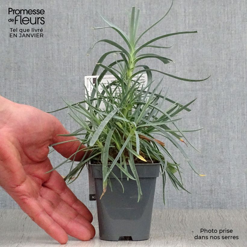 Spécimen de Dianthus plumarius Lady in Red - Oeillet mignardise Godet de 8/9 cm tel que livré en hiver