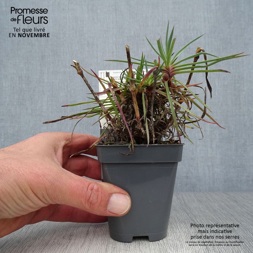 Spécimen de Dianthus plumarius Lily the Pink - Oeillet mignardise Godet de 8/9 cm tel que livré en automne