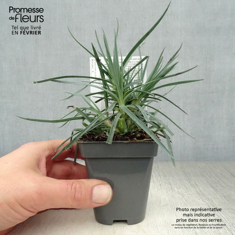 Spécimen de Dianthus plumarius Lily the Pink - Oeillet mignardise Godet de 8/9 cm tel que livré en hiver