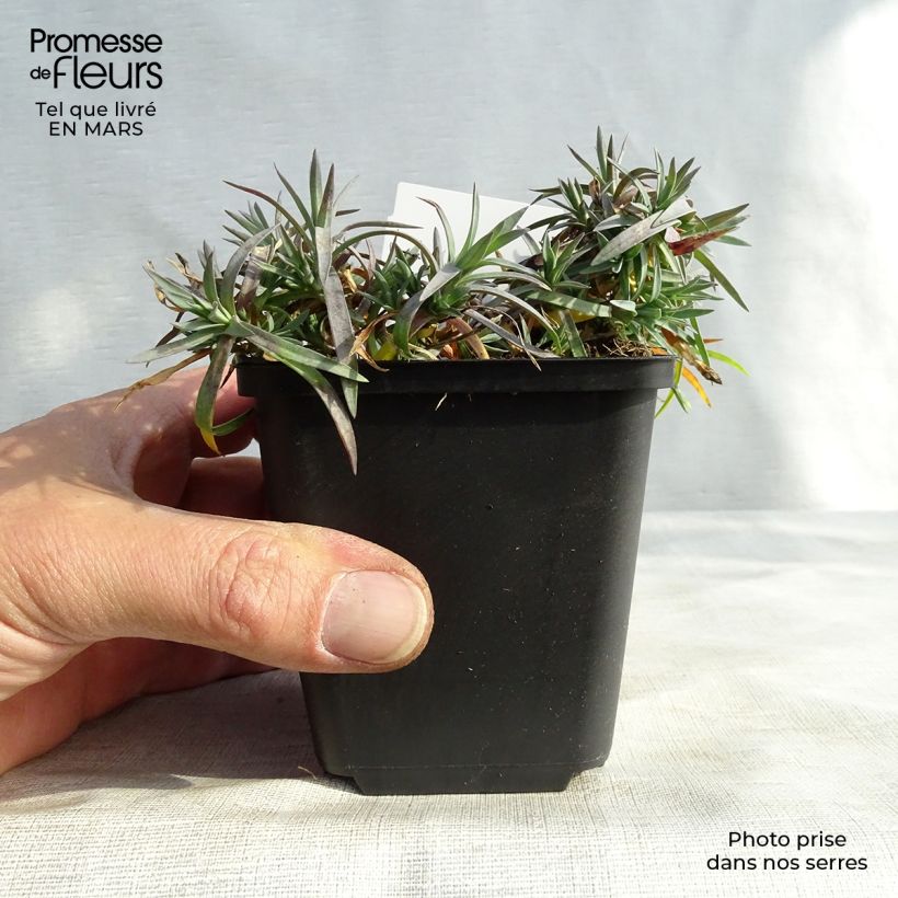 Spécimen de Dianthus plumarius Maggie - Oeillet mignardise Godet de 8/9 cm tel que livré en hiver