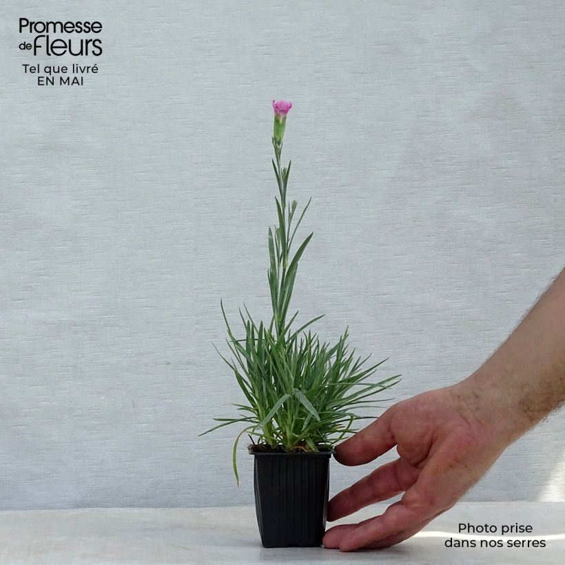 Spécimen de Dianthus plumarius Moulin Rouge (Pink Bicolour) - Oeillet mignardise Godet de 7/8 cm tel que livré au printemps