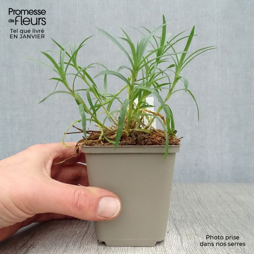 Spécimen de Dianthus plumarius Mrs Sinkins - Oeillet mignardise. Godet de 8/9 cm tel que livré en hiver