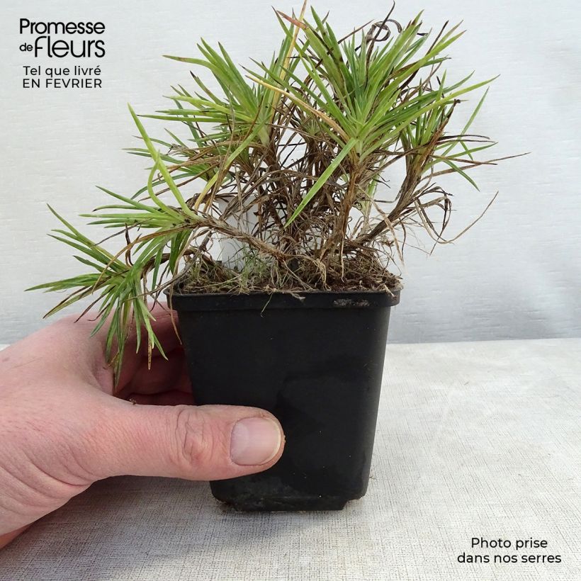 Spécimen de Dianthus plumarius Munot -Oeillet mignardise Godet de 8/9 cm tel que livré en hiver