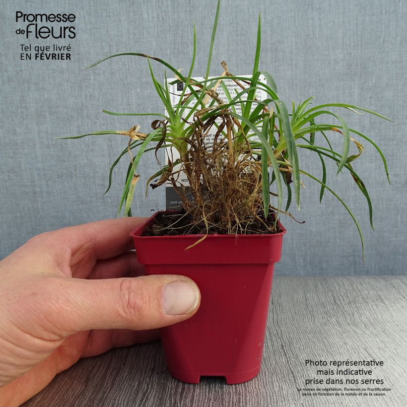 Spécimen de Dianthus plumarius Passion Hot Red - Œillet mignardise Godet de 8/9 cm tel que livré en hiver