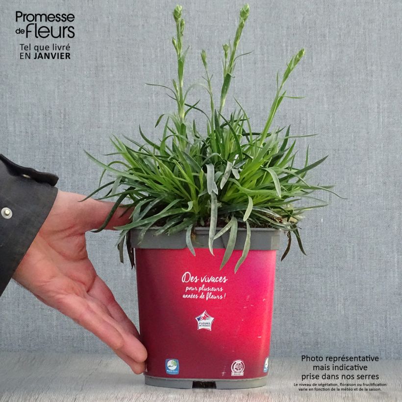 Spécimen de Dianthus plumarius Passion Hot Red - Œillet mignardise Pot de 2L/3L tel que livré en hiver