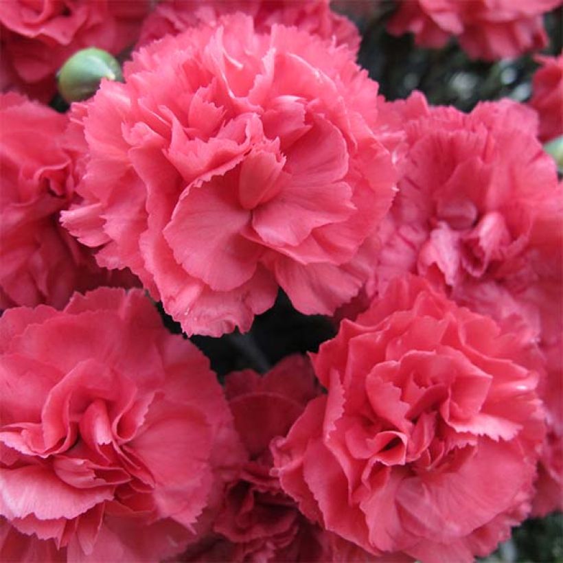 Dianthus plumarius Pretty Flamingo - Oeillet mignardise (Floraison)