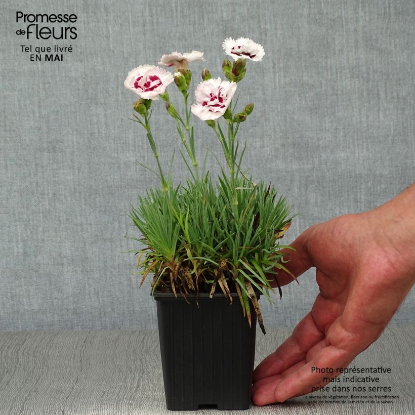 Spécimen de Dianthus plumarius Scent First Coconut Sundae - Oeillet mignardise Godet de 7/8 cm tel que livré au printemps