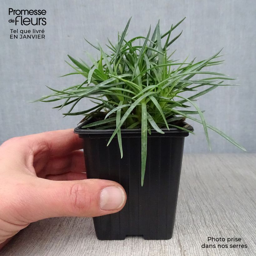 Spécimen de Dianthus plumarius Scent First Iced Gem - Oeillet mignardise Godet de 7/8 cm tel que livré en hiver