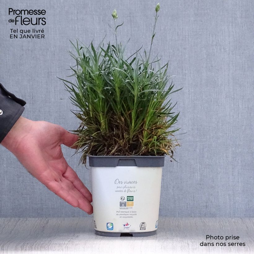 Spécimen de Dianthus plumarius Scent First Memories - Œillet mignardise Pot de 2L/3L tel que livré en hiver