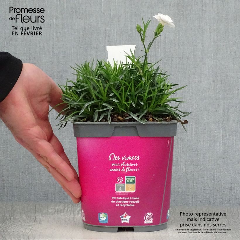 Spécimen de Dianthus plumarius Scent First Raspberry Sundae - Oeillet mignardise Pot de 2L/3L tel que livré en hiver
