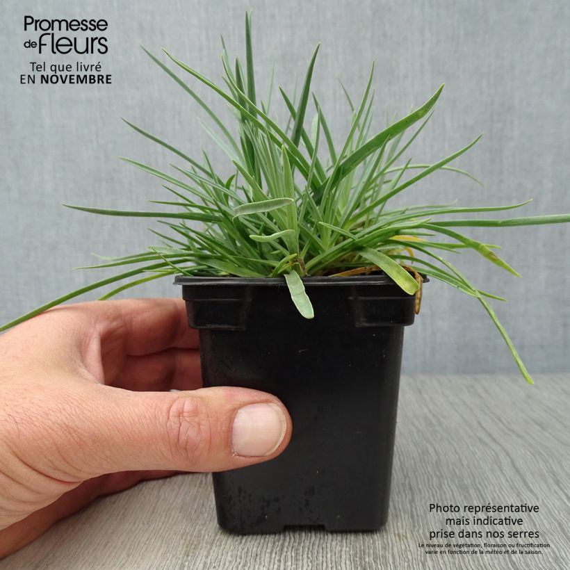 Spécimen de Dianthus plumarius Scent First Romance - Oeillet mignardise Godet de 7/8 cm tel que livré en automne
