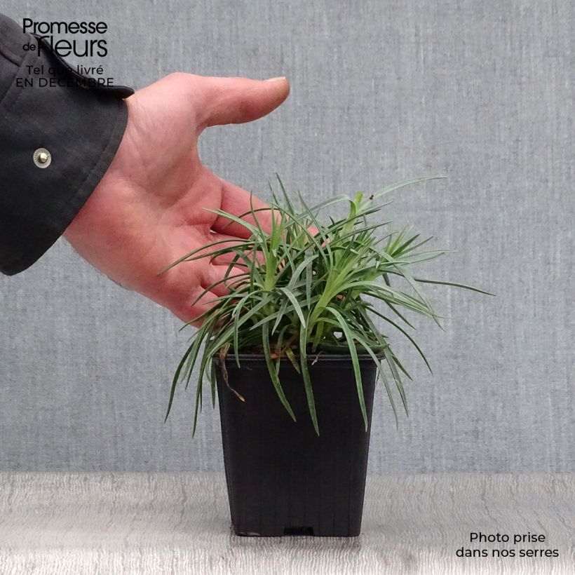 Spécimen de Dianthus plumarius Scent First Romance - Oeillet mignardise Godet de 7/8 cm tel que livré en hiver