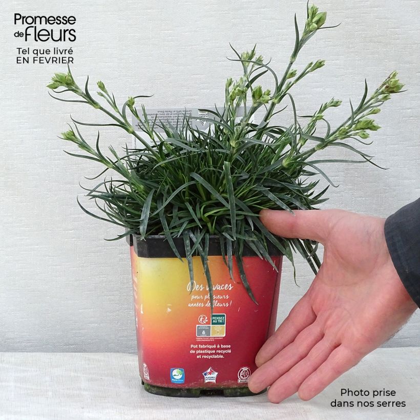 Spécimen de Dianthus plumarius Scent First Romance - Oeillet mignardise Pot de 2L/3L tel que livré en hiver
