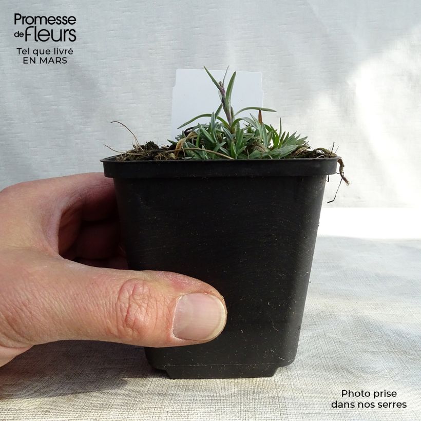 Spécimen de Dianthus plumarius Warden Hybrid -Oeillet mignardise  Godet de 8/9 cm tel que livré en hiver