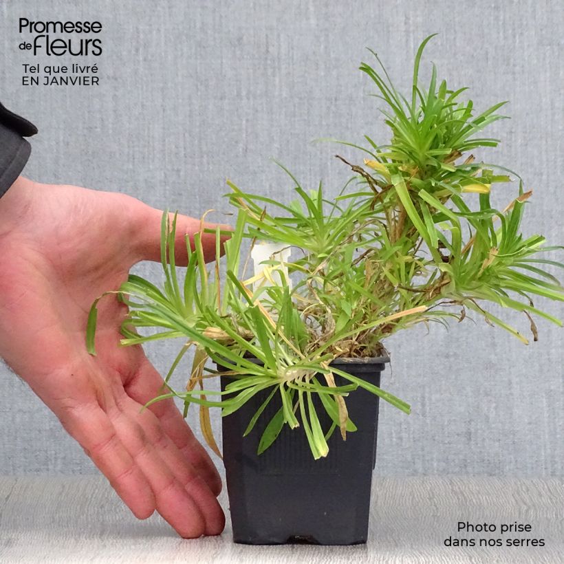 Spécimen de Dianthus superbus - Oeillet superbe Godet de 8/9 cm tel que livré en hiver