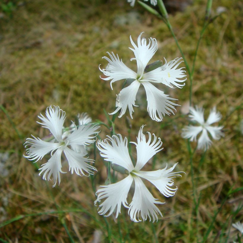 Dianthus Berlin Snow - Oeillet nain (Floraison)