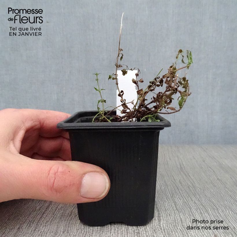 Spécimen de Diascia barberae Ruby Field - Diascie rose foncé Godet de 8/9 cm tel que livré en hiver