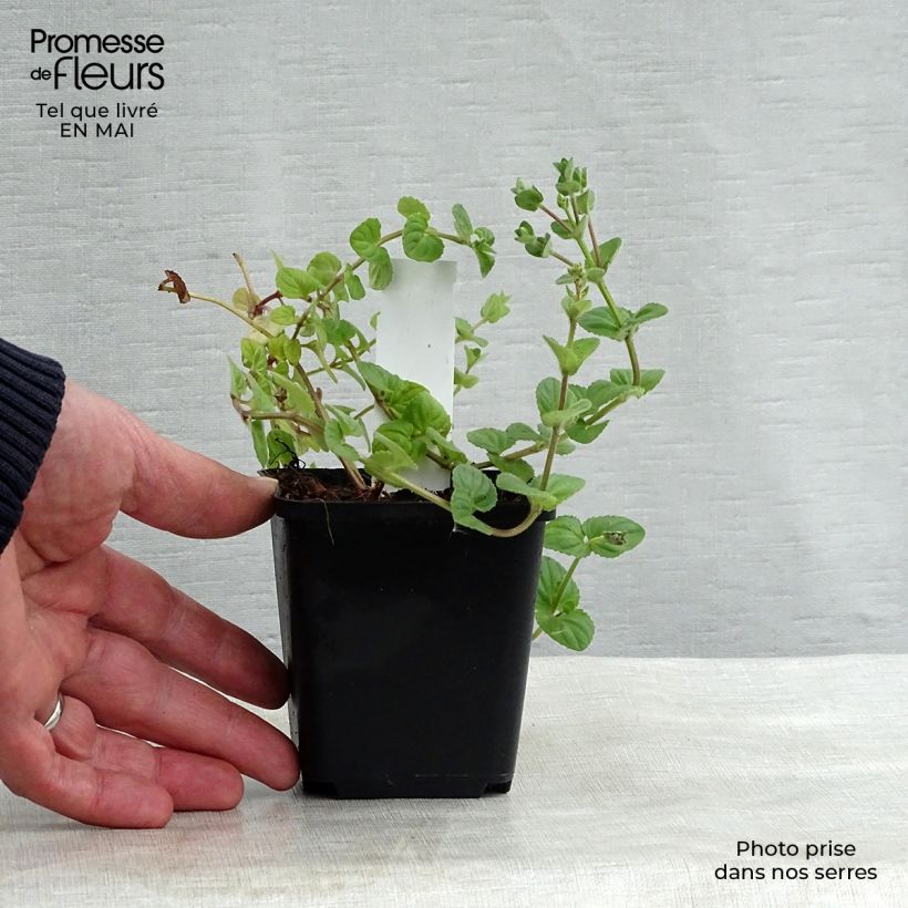 Spécimen de Diascia fetcaniensis - Diascie rose vif Godet de 8/9 cm tel que livré au printemps