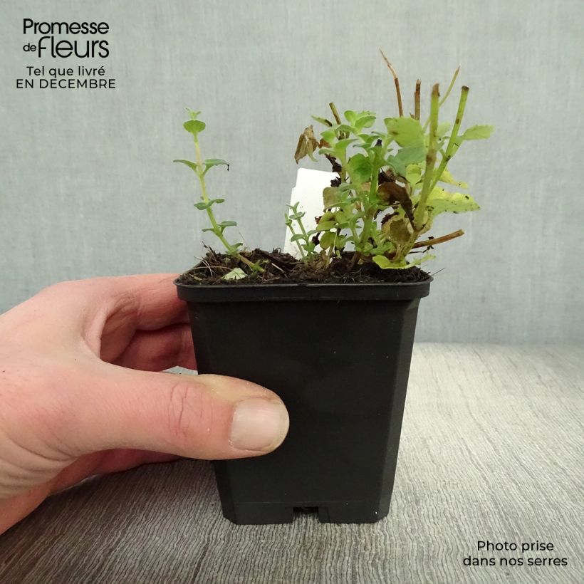 Spécimen de Diascia fetcaniensis - Diascie rose vif Godet de 8/9 cm tel que livré en hiver