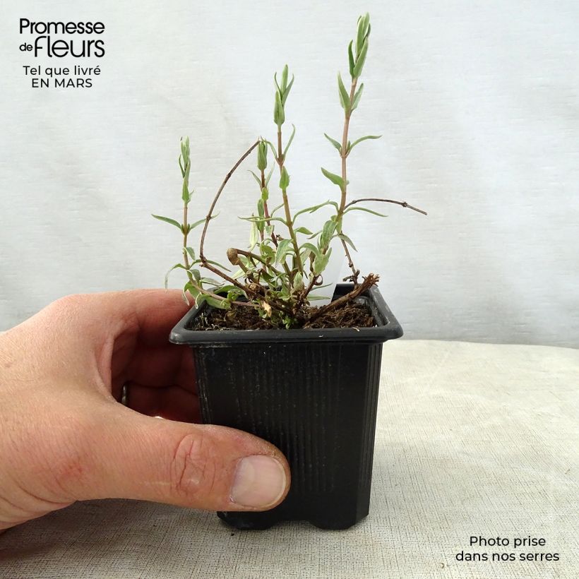 Spécimen de Diascia integerrima Godet de 8/9 cm tel que livré au printemps