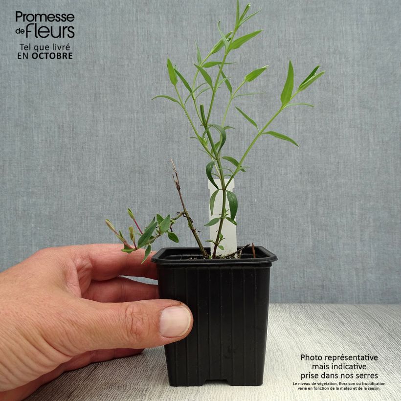 Spécimen de Diascia integerrima Godet de 8/9 cm tel que livré en automne