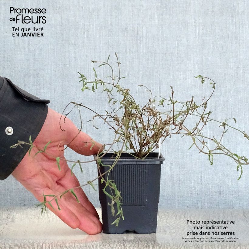 Spécimen de Diascia integerrima Godet de 8/9 cm tel que livré en hiver