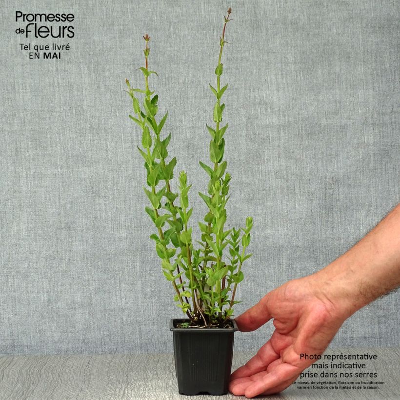 Diascia personata Vasetto da 8/9 cm esemplare consegnato in primavera