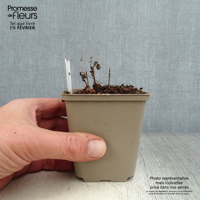 Spécimen de Diascia vigilis Godet de 8/9 cm tel que livré en hiver