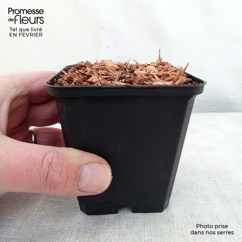 Spécimen de Dicentra cucullaria - dicentre à capuchon  Godet de 8/9 cm tel que livré en hiver