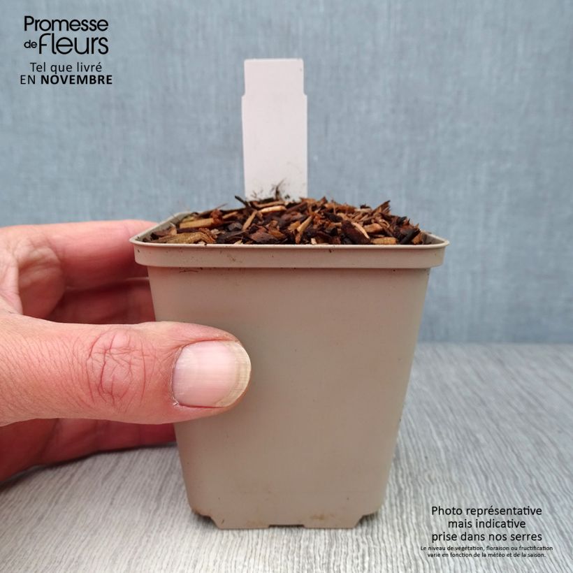 Spécimen de Dicentra cucullaria - dicentre à capuchon  Godet de 8/9 cm tel que livré en automne