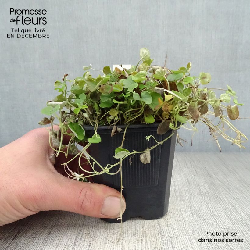 Spécimen de Dichondra repens - Dichondra rampant Godet de 8/9 cm tel que livré en hiver