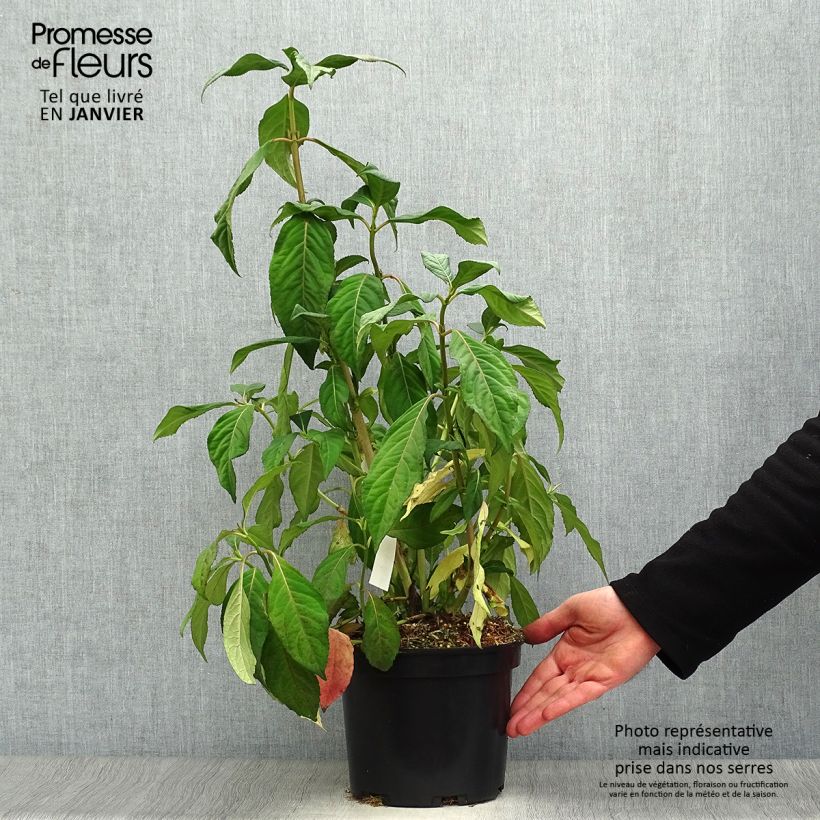 Spécimen de Dichroa versicolor Round Blue Pot de 3L/4L tel que livré en hiver