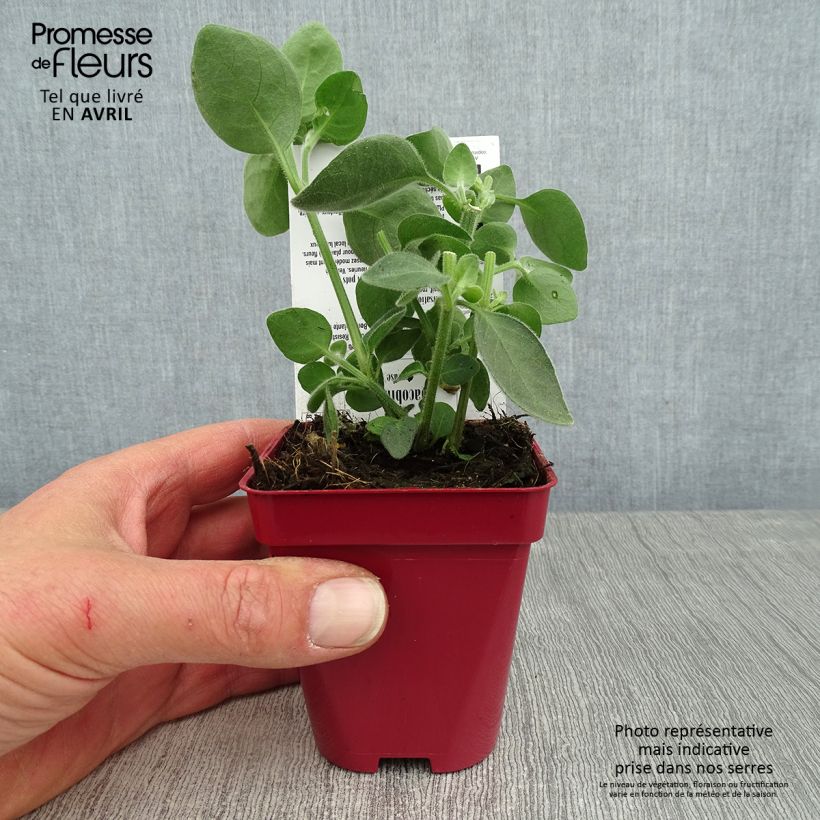 Spécimen de Dicliptera suberecta - Justicia ou Jacobinia squarrosa Godet de 8/9 cm tel que livré au printemps