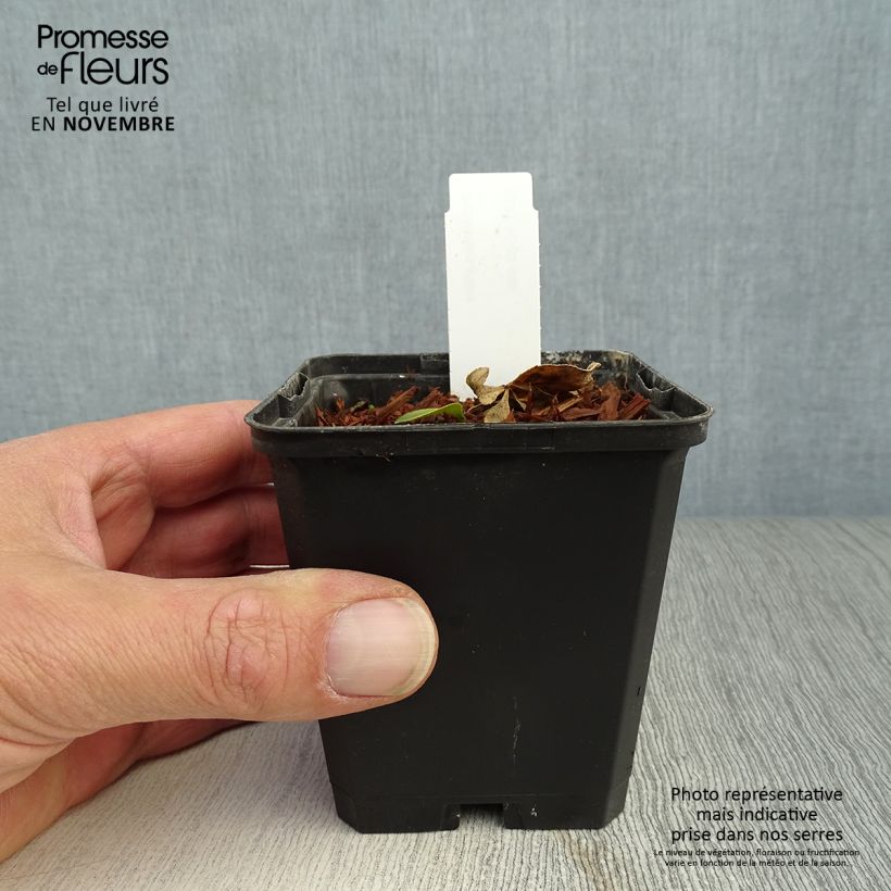 Spécimen de Dictamnus albus - Fraxinelle Godet de 8/9 cm tel que livré en automne