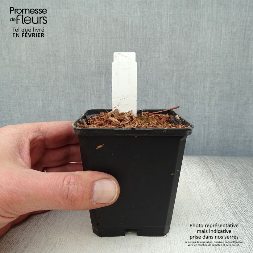 Spécimen de Dictamnus albus - Fraxinelle Godet de 8/9 cm tel que livré en hiver