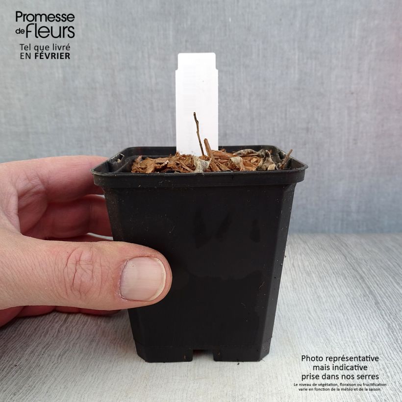 Spécimen de Dictamnus albus var. purpureus - Fraxinelle Godet de 8/9 cm tel que livré en hiver