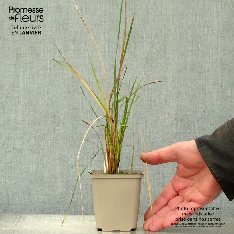 Spécimen de Dierama Alba - Canne à pêche des anges Godet de 8/9 cm tel que livré en hiver