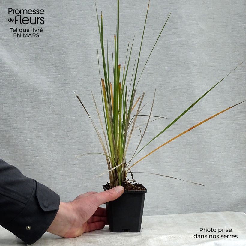 Dierama pulcherrimum Alba - Pluma del ángel rosa Maceta de 8/9 cm Ejemplar entregado en la primavera