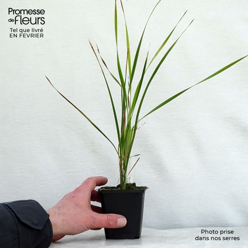 Spécimen de Dierama Dark Cerise - Canne à pêche des anges Godet de 8/9 cm tel que livré en hiver