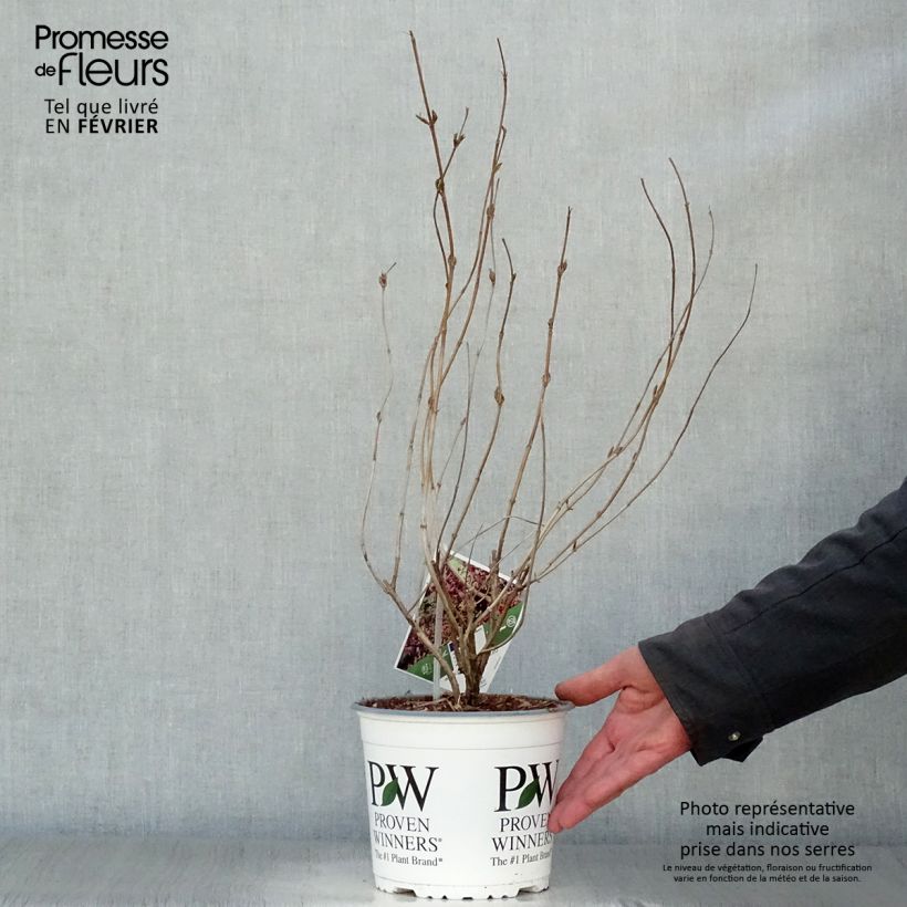 Spécimen de Diervilla Kodiak Black Pot de 2L/3L tel que livré en hiver